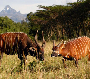 1Samburu