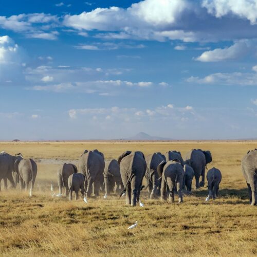 Icons of Kenya: Mount Kilimanjaro Peaks & Maasai Mara Plains