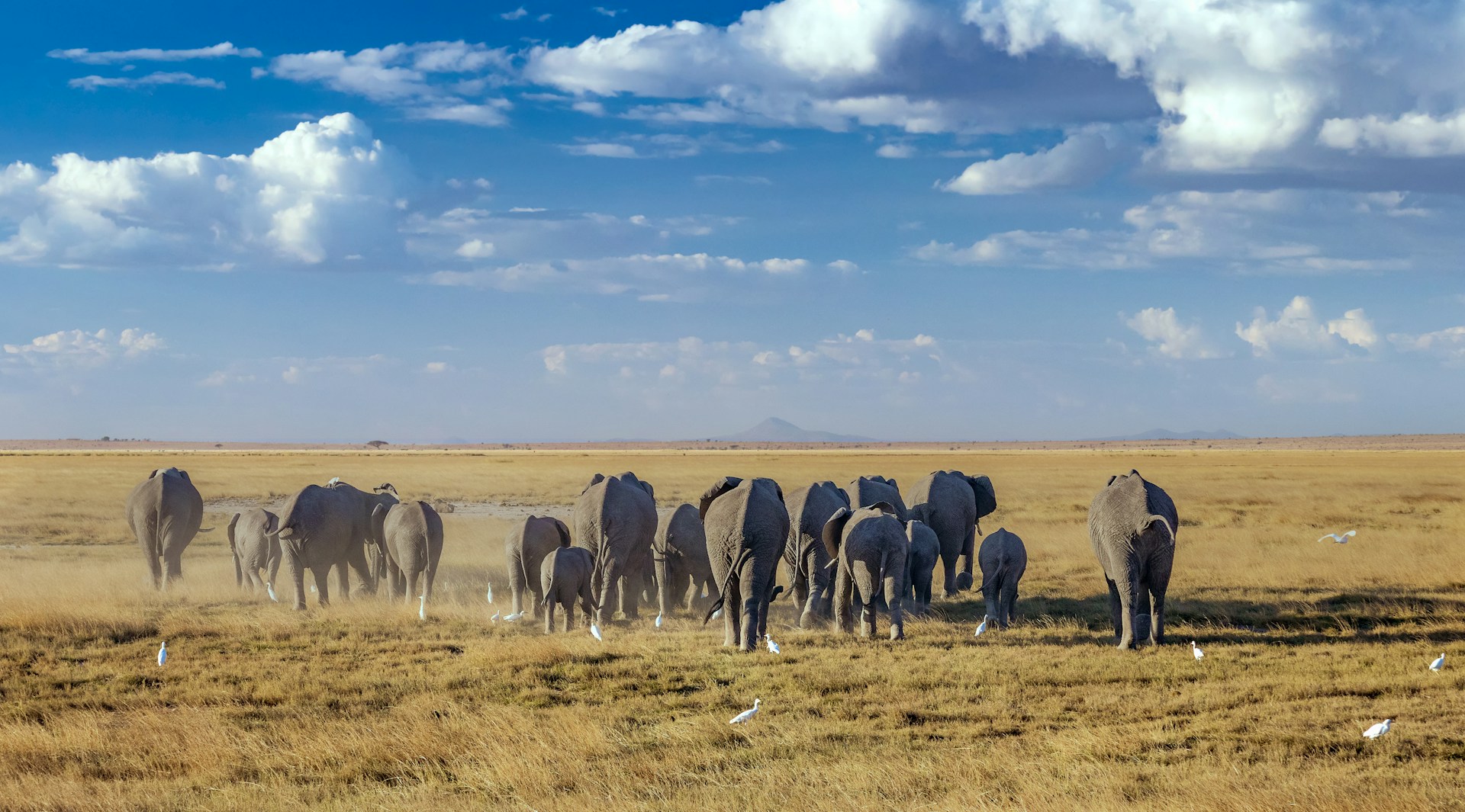 Icons of Kenya: Mount Kilimanjaro Peaks & Maasai Mara Plains