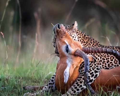 4 Days Maasai Mara – Lake Nakuru Safari