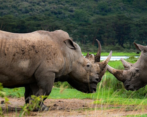 8 Days Masai Mara, Lake Nakuru, Serengeti & Ngorongoro Crater Safari