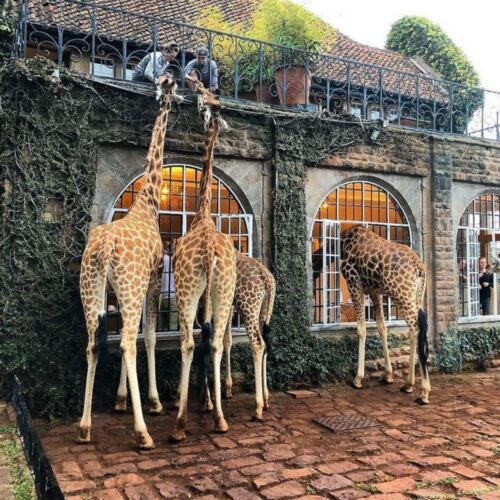 Nairobi Giraffe Center Tour with Karen Blixen & Kobe Beads”