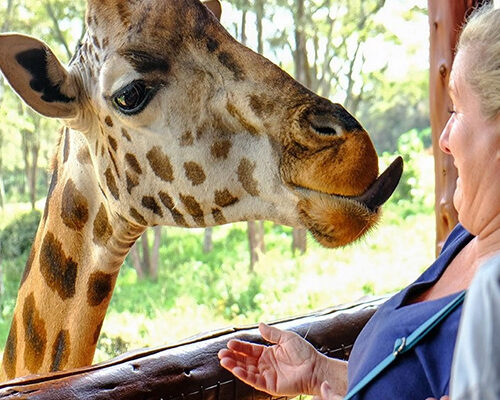 Giraffe Centre Tour