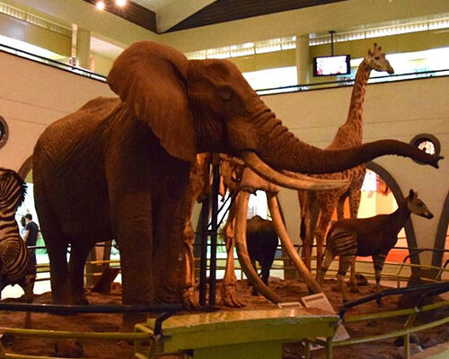 Nairobi National Museum Day Tour