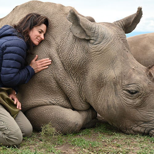 3 Days 2 Nights Safari To Olpejeta Conservancy