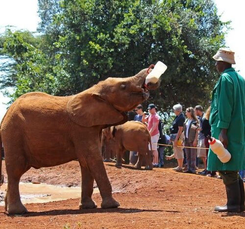 From Nairobi: Elephant Orphanage and Giraffe Center Day Trip