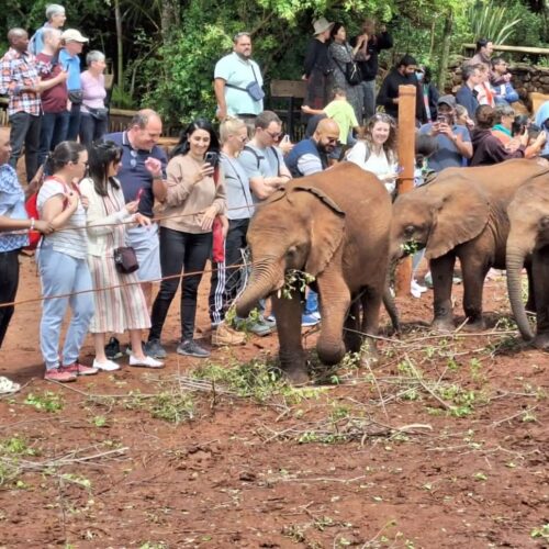 Nairobi: Elephant Orphanage and Giraffe Center Day Trip