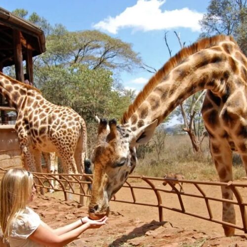 Giraffe Centre Day Tour Nairobi