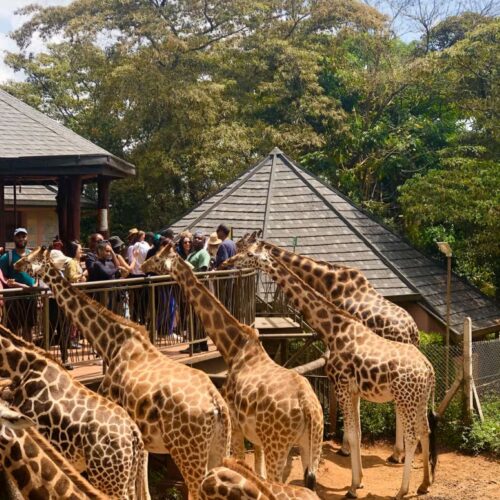 Nairobi National Park – Giraffe Center Tour with Karen Blixen & Kobe Beads”