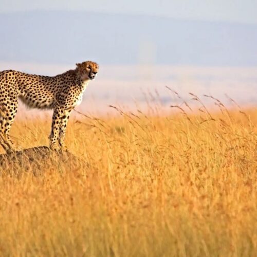 2 Days Masai Mara Safari