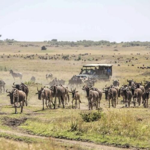 2 Days Masai Mara Safari