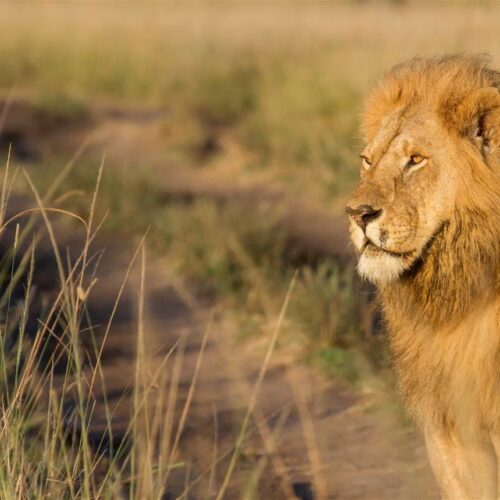 5 Days Masai Mara – Lake Nakuru – Lake Naivasha
