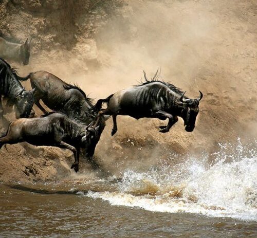 3 Days 2 Nights Maasai Mara Group Safari From Nairobi