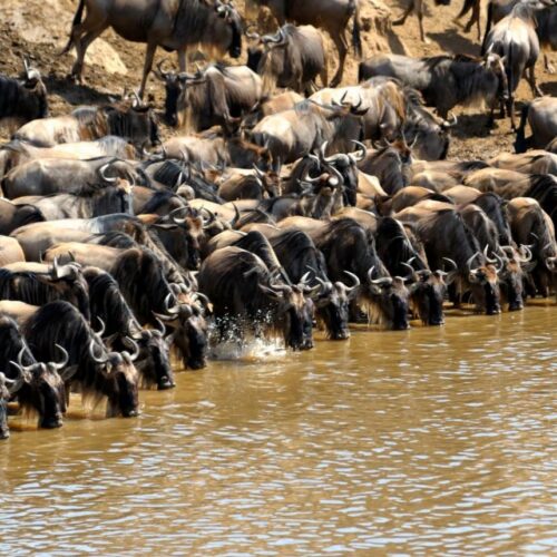 7 Days 6 Nights Masai Mara – Isebania – Serengeti Ngorongoro Crater Safari Package