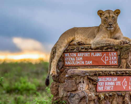1 Day Nairobi National Park Tour