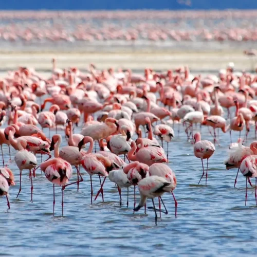 From Nairobi: Lakes Nakuru & Naivasha National Park Day Tour