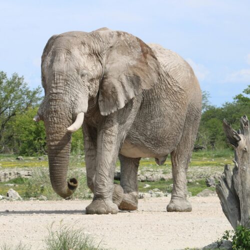 Icons of Kenya: Amboseli Elephants & Maasai Mara Plains