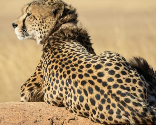 3 Days Serengeti National Park Safari