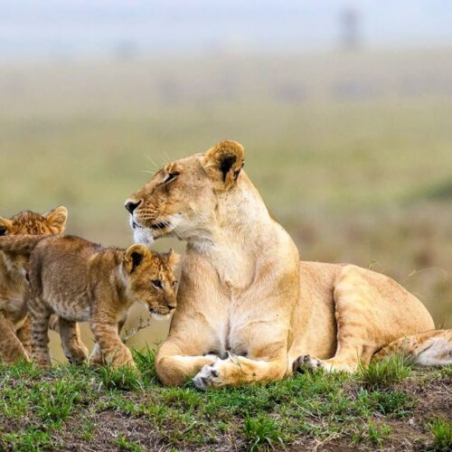 Nairobi National Park: Morning or Afternoon Game Drive