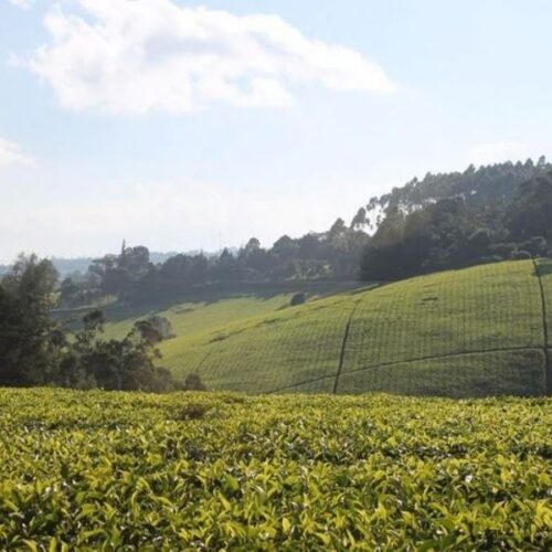 Nairobi: Kiambethu Tea Farm Tour with Lunch