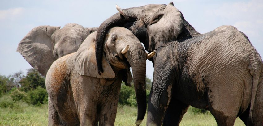 3 days Tsavo East & Tsavo West Safari from Diani/Mombasa (Copy) - Image 6